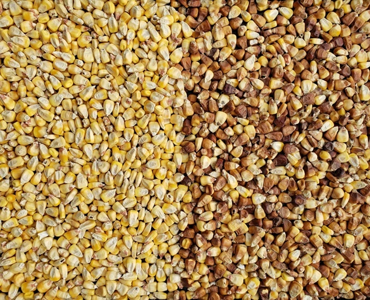Colour Sorted Corn Colour Sorted Corn