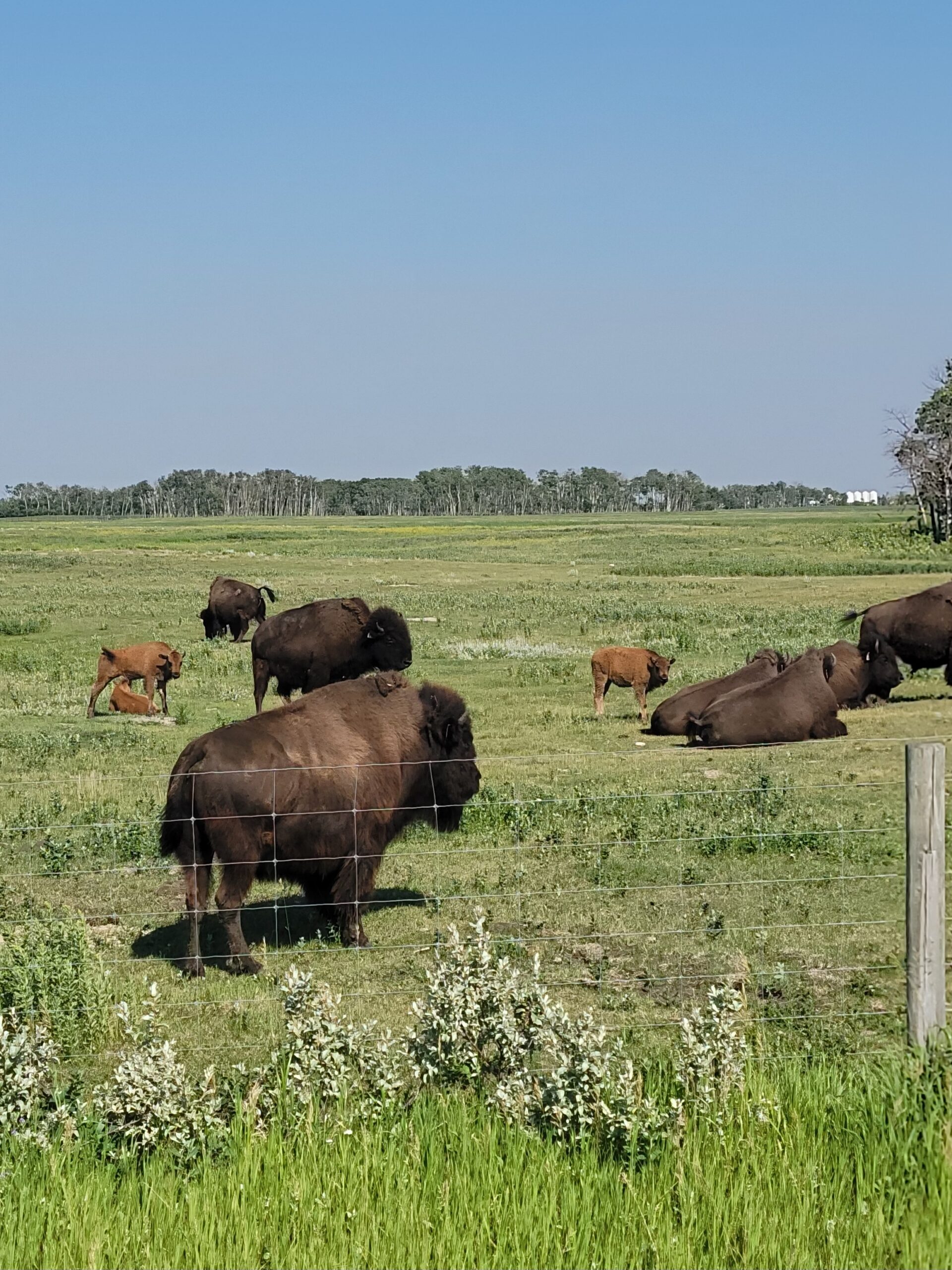 20250709_162249 bison