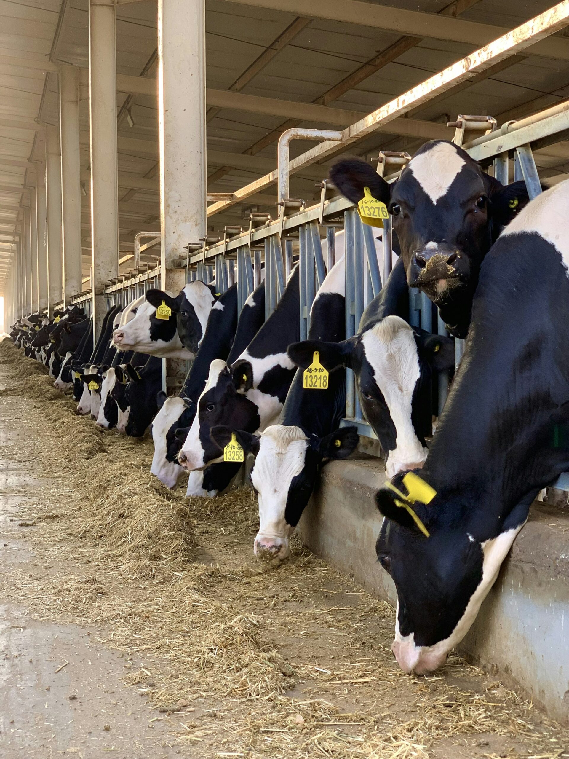 photo-1636998980792-63f27ddea4e3 Cattles